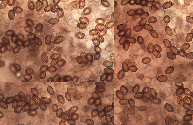 Cortinarius geraniolens spores Cortinarius